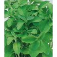 thumbnail image 5 of Stevia Plant | Two Live Garden Plants | Non-GMO, Use Leaves Fresh or Dried, 5 of 6