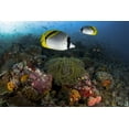 thumbnail image 2 of Shimlock, Jones 32x23 Black Ornate Wood Framed with Double Matting Museum Art Print Titled - Indonesia, Komodo NP Lined butterflyfish, 2 of 4