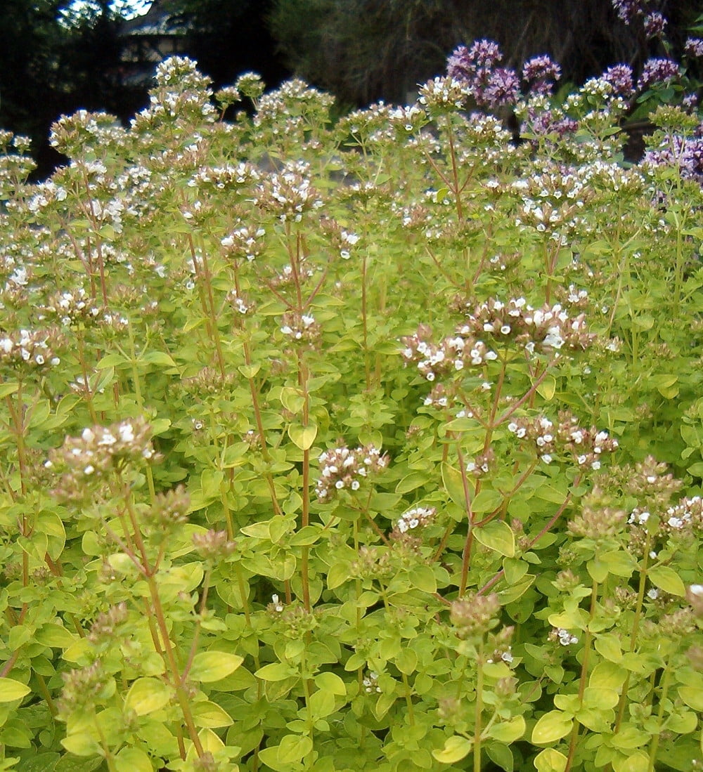 Golden Oregano/Marjoram Herb Good Scents/Good Groundcover 4.33" Pot