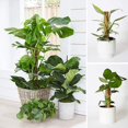 thumbnail image 3 of Estacas para plantas trepadoras CHAO 2 piezas 30 cm Soportes naturales para plantas Monstera, 3 of 3