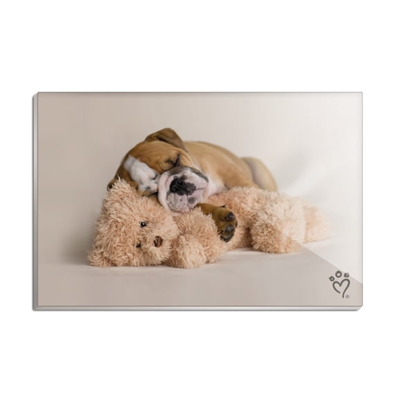 British Bulldog Puppy Dog Asleep with Teddy Bear Rectangle Acrylic Fridge Refrigerator Magnet