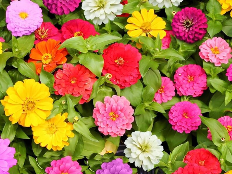 30 Zinnia Seeds -, Drought, Easy to Grow, Summer to Fall Blooms