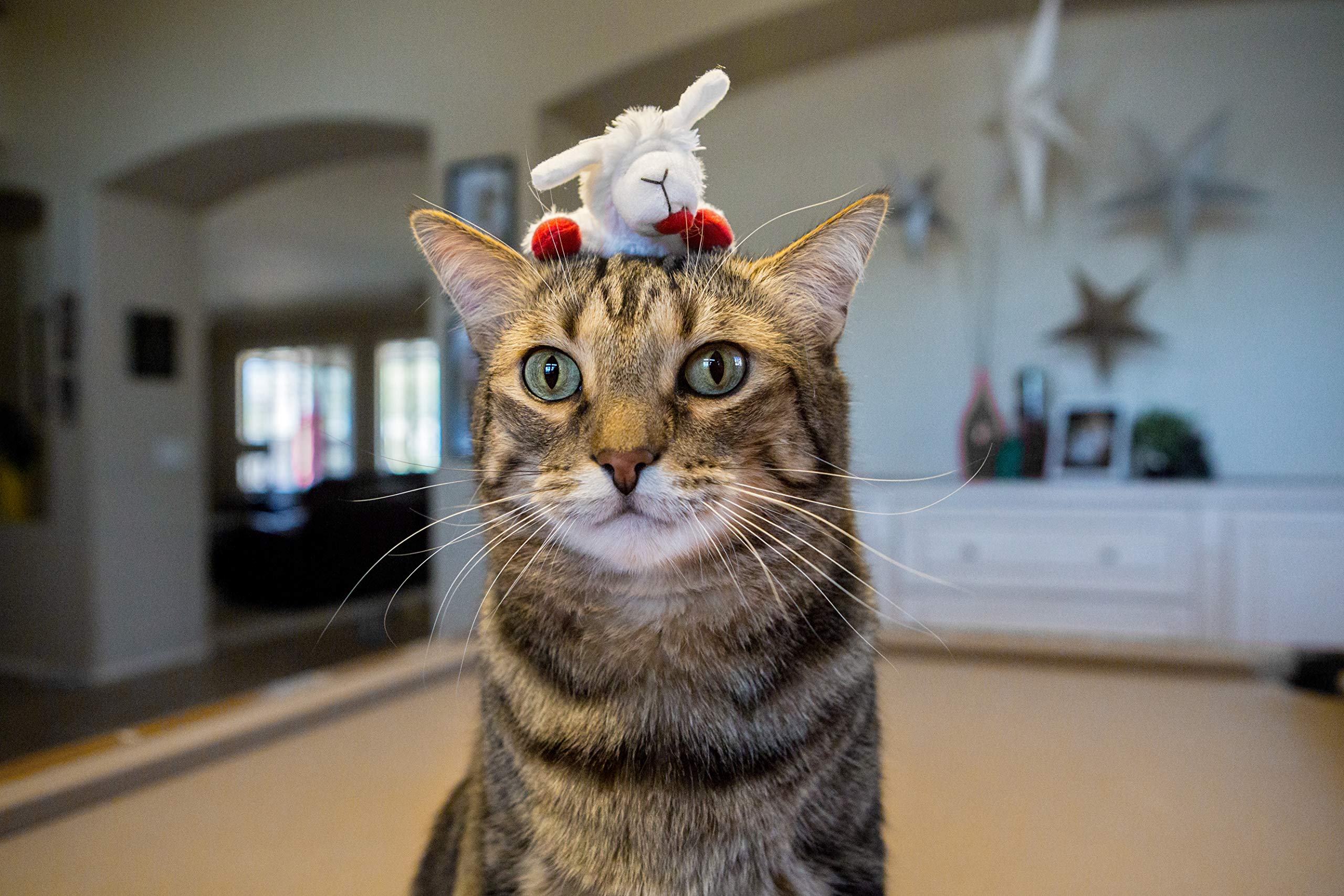 Multipet Cat Toy Lamb Chop with Catnip 1 ea (Pack of 15)