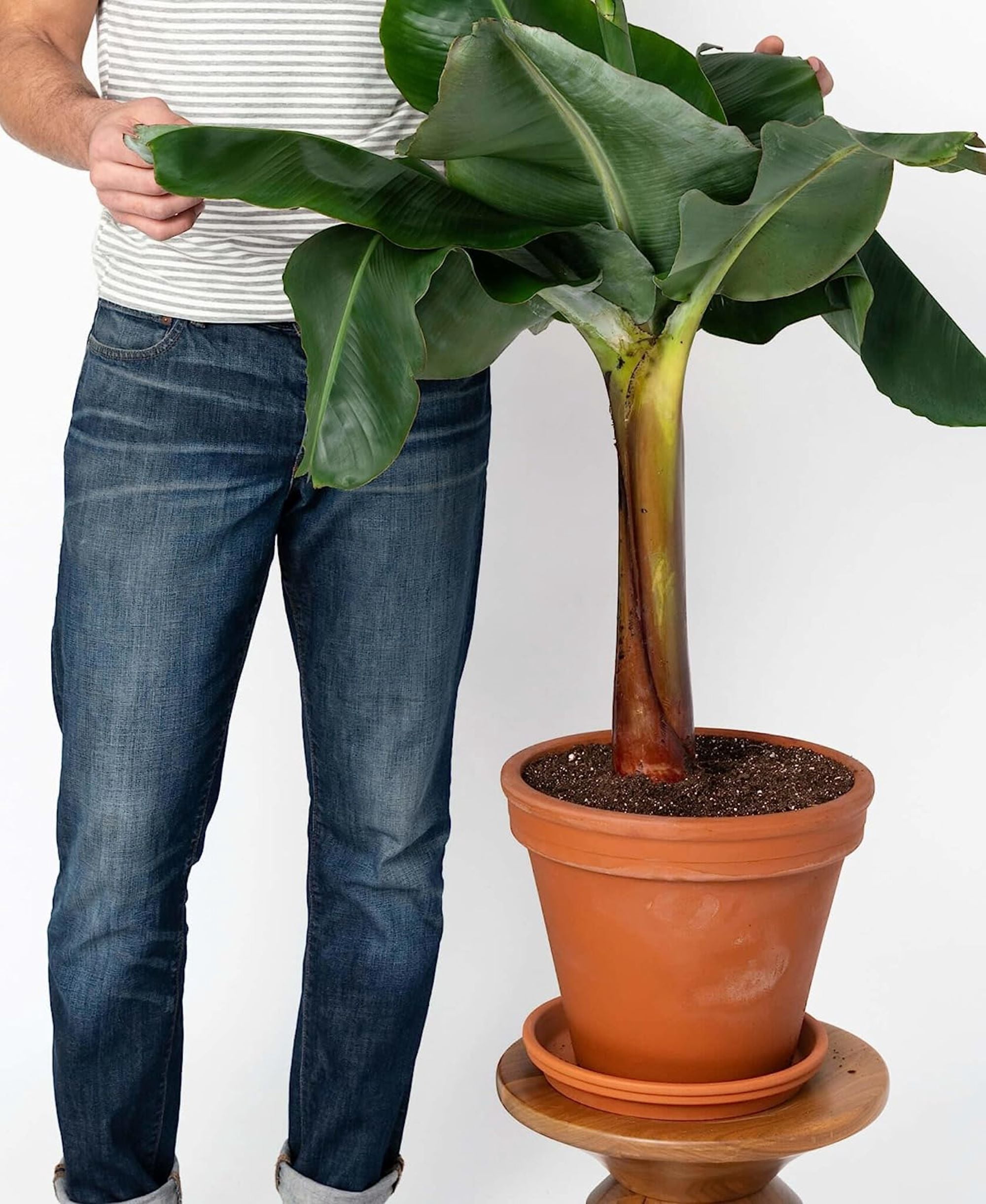 Gardenera Banana Tree Potting Mix - High-Performance Formula for Vibrant Growth and Abundant Fruit Production - Unlock The True Potential of Your Banana Trees (20 Quart)