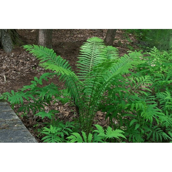 2 Ostrich Fern Plant in a 4" Pot--Perfect Shade Plant, Edible Fiddleheads!!!