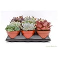 thumbnail image 2 of Live Echeveria Succulent Plants (15 Pack) – Assorted 4-Inch – Fully Rooted Echeveria Succulents – Live Rosette Succulent Set, 2 of 4