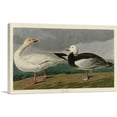 thumbnail image 1 of ARTCANVAS Snow Goose Canvas Art Print by John James Audubon - Size: 26" x 18" (1.50" Deep), 1 of 9