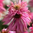 thumbnail image 2 of Double Decker Coneflower Flower Root - Grow Live Perennial Flowers - Attracts Butterflies and Hummingbirds - Good as Cut Flowers - Deer Resistant, 2 of 4