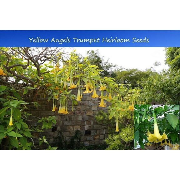Tropical Seeds - Yellow Angels Trumpet -20 Heirloom Seeds - Brugmansia suaveolens Serendipity Seeds