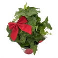 thumbnail image 2 of Holiday Wreath English Ivy - Hedera - Hoop Trellis and Bow - 4" Pot, 2 of 2