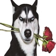 thumbnail image 3 of Calcomanías para autos Husky Sticker Creative para vehículos Scratch Sticker Estilo C, 3 of 3