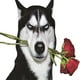 thumbnail image 4 of Etiqueta engomada divertida del coche, calcomanías Perro Husky Decoración exterior del coche Fuerte adherencia a prueba de agua para vehículos Van Estilo C Yotijar Sticker de carro, 4 of 8