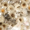 thumbnail image 3 of Vickerman Natural Botanicals 14" x 5" Everlasting Shiny White (hammer) 60 grams per unit, 3 of 8
