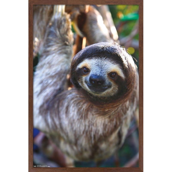 Sloth - Smile Wall Poster, 14.725" x 22.375", Framed