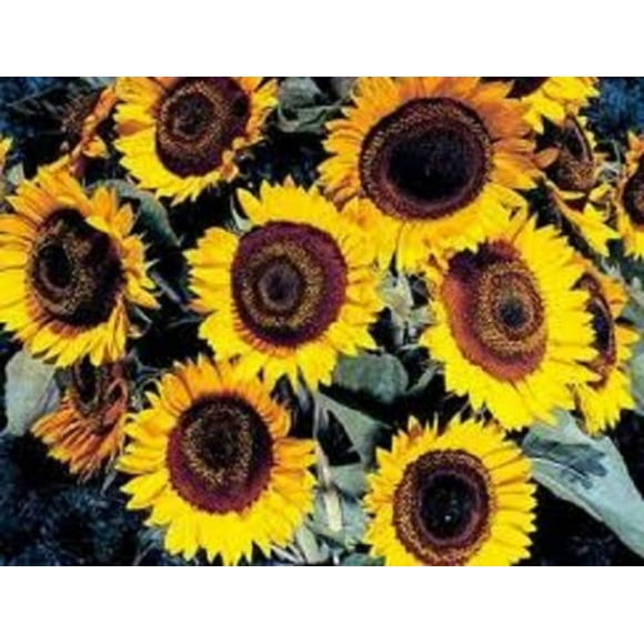 25 Graines de Fleur de Tournesol TAIYO Helianthus Annuus