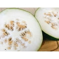 thumbnail image 4 of TomorrowSeeds - Giant Winter Melon Seeds - 20+ Count - For 2026 Planting Ash Wax Gourd White Skin, 4 of 11