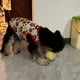 thumbnail image 4 of Pelota pequeña masticable de rugby, suave, chirriante, interactiva para cachorros, gatitos, suministros para mascotas Hugtrwg  Para estrenar, 4 of 8
