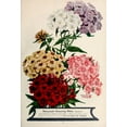 thumbnail image 2 of Vintage Apple Collection 11x14 White Modern Wood Framed Museum Art Print Titled - Phlox, 2 of 4