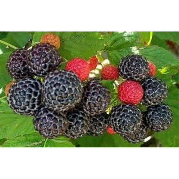 Raspberry Great Garden Fruit Bush Seeds by Seed Kingdom (1 Oz Seeds)