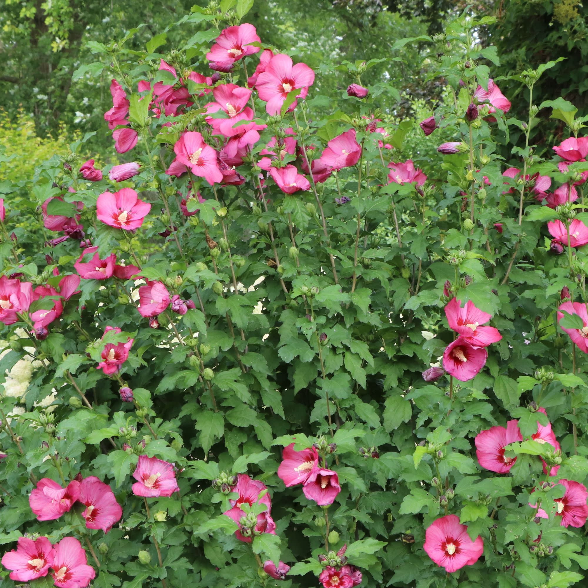 Proven Winners ColorChoice 5" Pink Paraplu Red Rose of Sharon Live Plant in 4.5" Pot (4 Count)