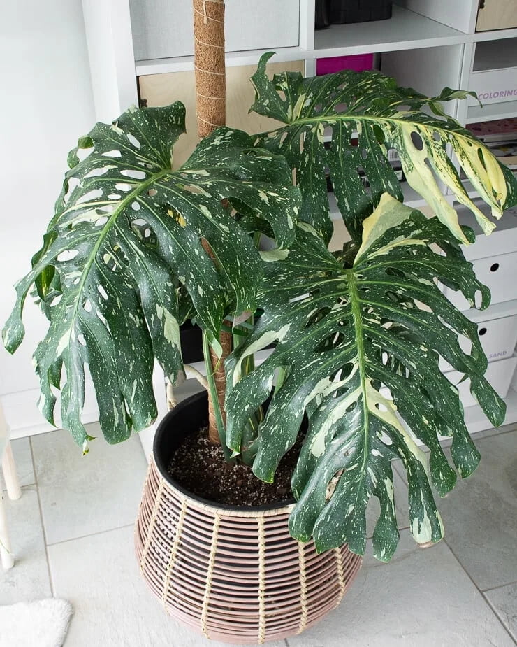 ⭐ PREMIUM Thai Constellation Monstera Potting Mix - Retains Moisture and Promotes Healthy Root Growth by Gardenera - 5 Quart