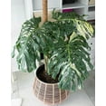 thumbnail image 5 of ⭐ GARDENERA Thai Constellation Monstera Soil Mix - Trusted by Experts for Strong and Healthy Plants - 20 Quart (4 Bags of 5 Quart), 5 of 6