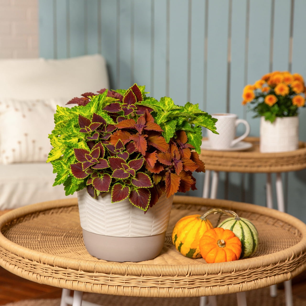 Better Homes & Gardens 2QT Green Coleus Live Annual Plant Shade 3-Pack