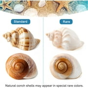 Sinkoo 5 Pcs Large Hermit Crab Shells Natural Sea Conch Size 2.8 - 3.9, Opening Size 1.5 - 2.5 Turbo Seashells for Hermit Crab Supplies and Beach Decoration Large Sea Shell