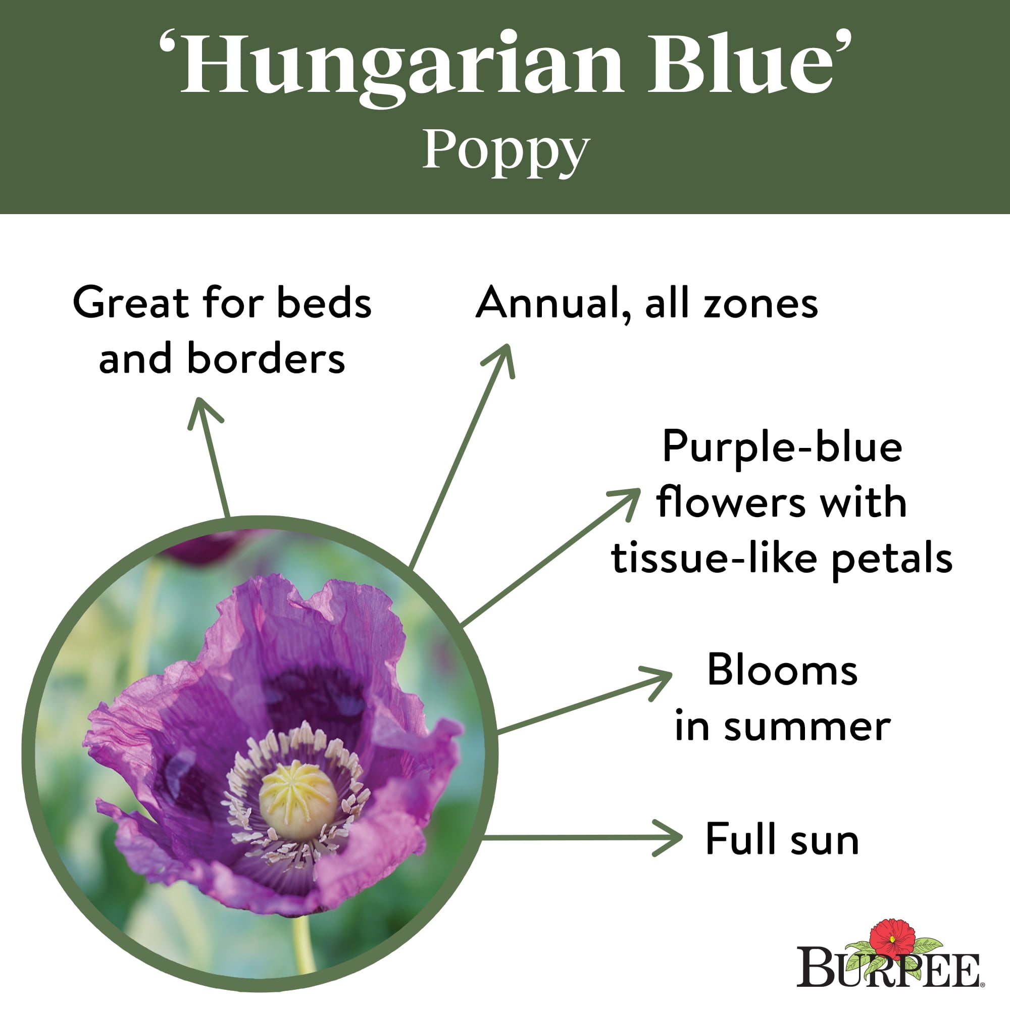 poppy【新品未使用】Border muffler　blue border Burpee Hungarian Blue Poppy Flower Seed, 1-Pack - Walmart Business