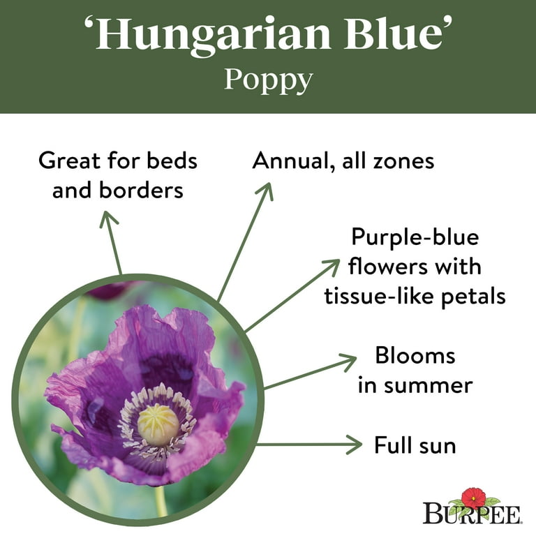 Hương popi Burpee Hungarian Blue Poppy Flower Seed, 1-Pack - Walmart.com
