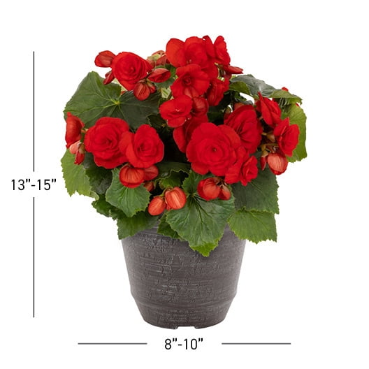 Better Homes & Gardens 3QT Red Begonia Live Annual Plant Arden Decorative Pot Partial Shade