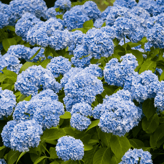 Blue Hydrangea Plant Live, Hydrangea Bush Shrub for Planting, Dormant Tree, 6-10 Inch Tall, No Ship HI, AK, PR