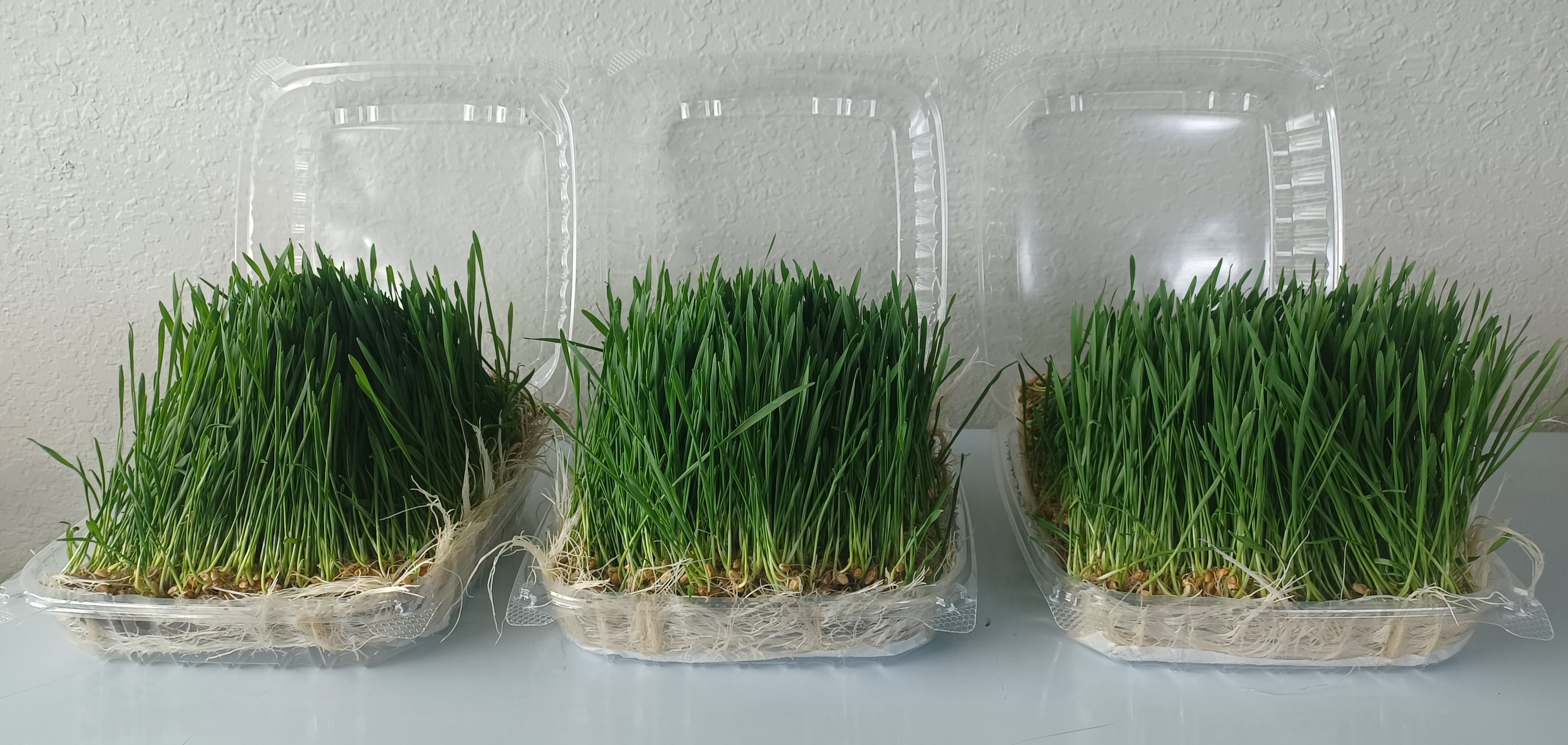 Wheatgrass MicrogreensLiving All Natural Non GMO Fresh Highly