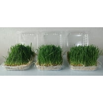 Wheatgrass Microgreens|Living |All Natural |Non GMO |Fresh |Highly Nutritious |Superfood|Grown from Organic Seeds, on Organic Substrate and with purified water