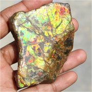 Khushi Gems Natural Ammonite Multicolor Ammolite Loose Gemstones, 517.35Cts