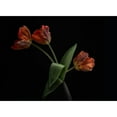 thumbnail image 3 of Gronkjar, Lotte 18x14 Black Modern Framed Museum Art Print Titled - Tulips In Vase, 3 of 5