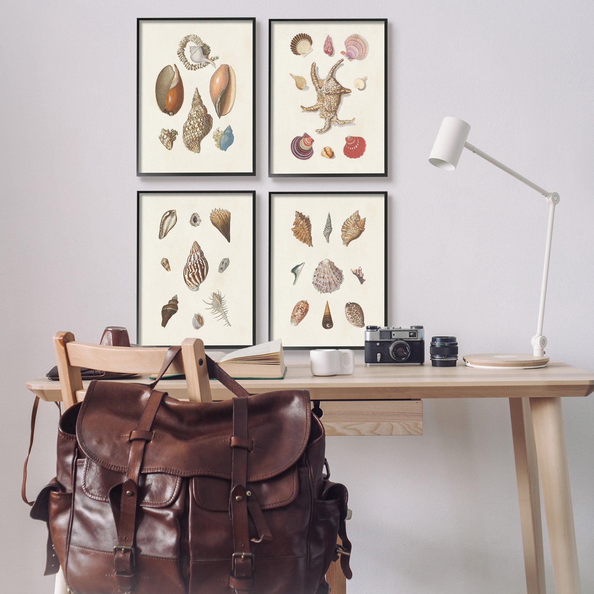 Stupell Industries Seashell Aquatic Life Latin Studies Detailed Beach Nature Graphic Art Black Framed Art Print Wall Art, Set of 4, Design by Knorr