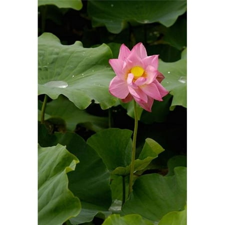 The Lily Pad Oxford Posterazzi PDDAS07POX0590 Lotus Lilies Yunnan Province China Poster Print by Pete Oxford Danitadelimont - 25 x 38 in. ()
