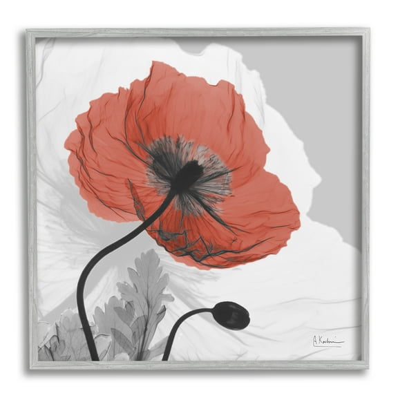 Stupell Industries Translucent Red Poppy Floral Modern Flower Botanical & Floral Photography Gray Framed Art Print Wall Art, 12 x 12