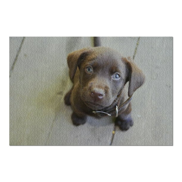 marking Disgraceful Conversational Pouting Chocolate Lab Puppy with Soulful Blue Eyes 9004434 (20x30 Premium 1000  Piece Jigsaw Puzzle, Made in USA!) - Walmart.com