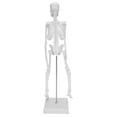 thumbnail image 3 of Modelo de esqueleto humano modelo anatómico humano único para enseñanza de anatomía científicos expertos estudiantes niños investigación de estructura humana ANGGREK Otros, 3 of 8