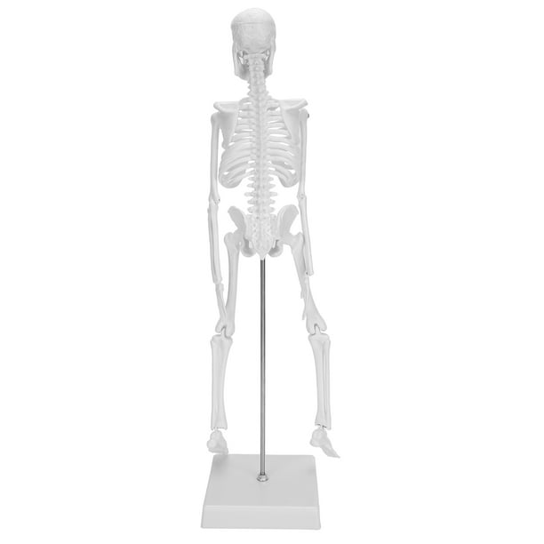 Modèle de squelette anatomique Peahefy, modèle de squelette humain de 45  cm, membres mobiles, modèle d'apprentissage d'enseignement anatomique,  fournitures scientifiques, fournitures scientifiques 