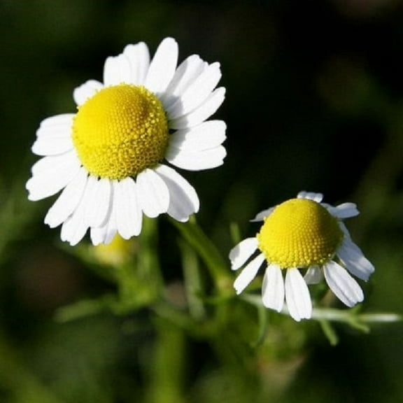 German Chamomile Seeds - 200 Count Seed Pack - Just The Right Size for The Front of The Border! - Country Creek LLC