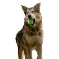 thumbnail image 2 of Bark Munchie The Bear Dog Toy, 2 of 2
