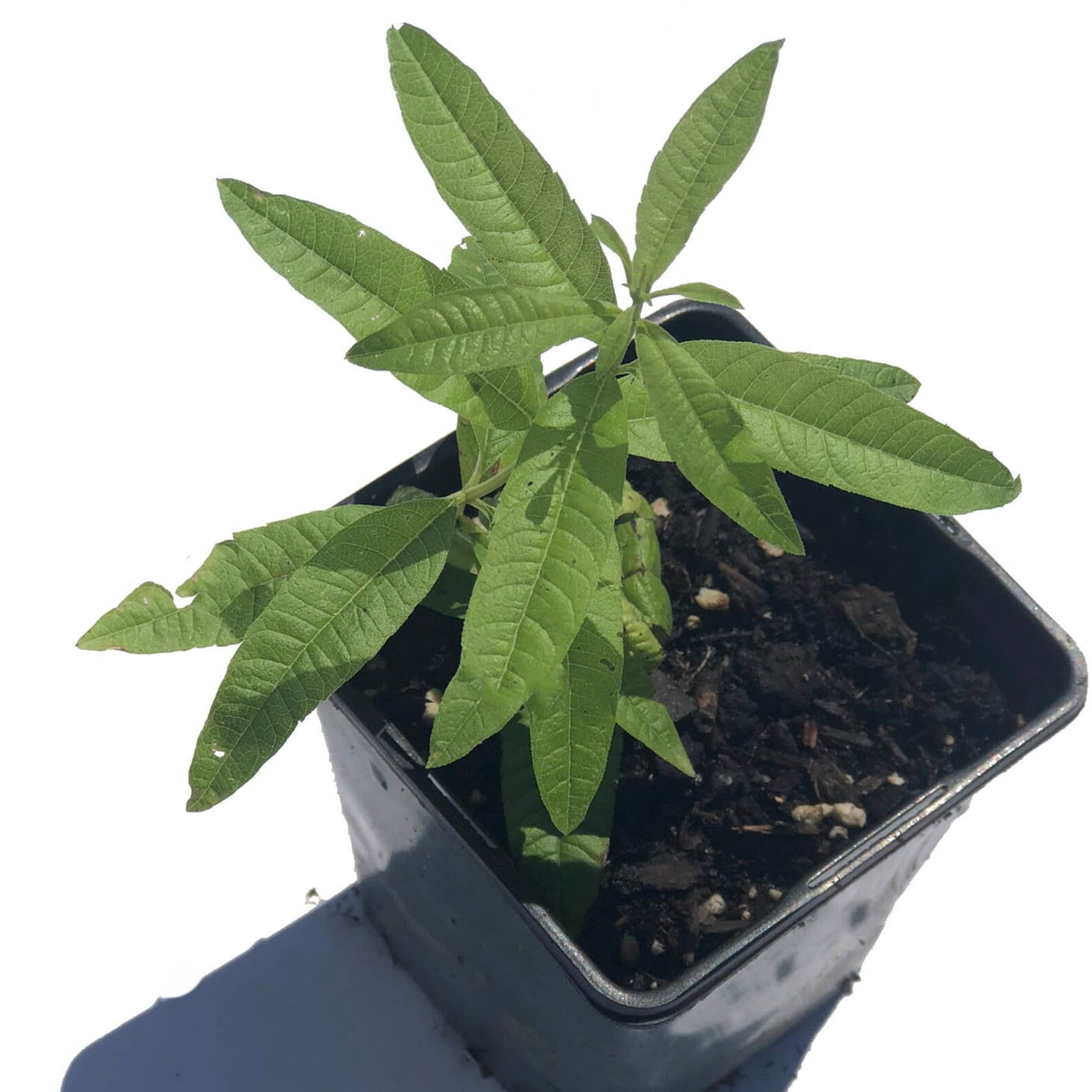 Lemon Verbena (Aloysia citrodora) Organic Plant in 2.5-inch Pot by Smoke Camp Crafts