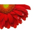 thumbnail image 2 of Gerbera Daisy Wall Mural by Wallmonkeys Peel and Stick Graphic (24 in W x 20 in H) WM114376, 2 of 4