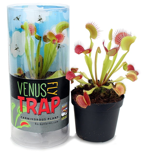 Expert Gardener 3 inch Venus Flytrap 