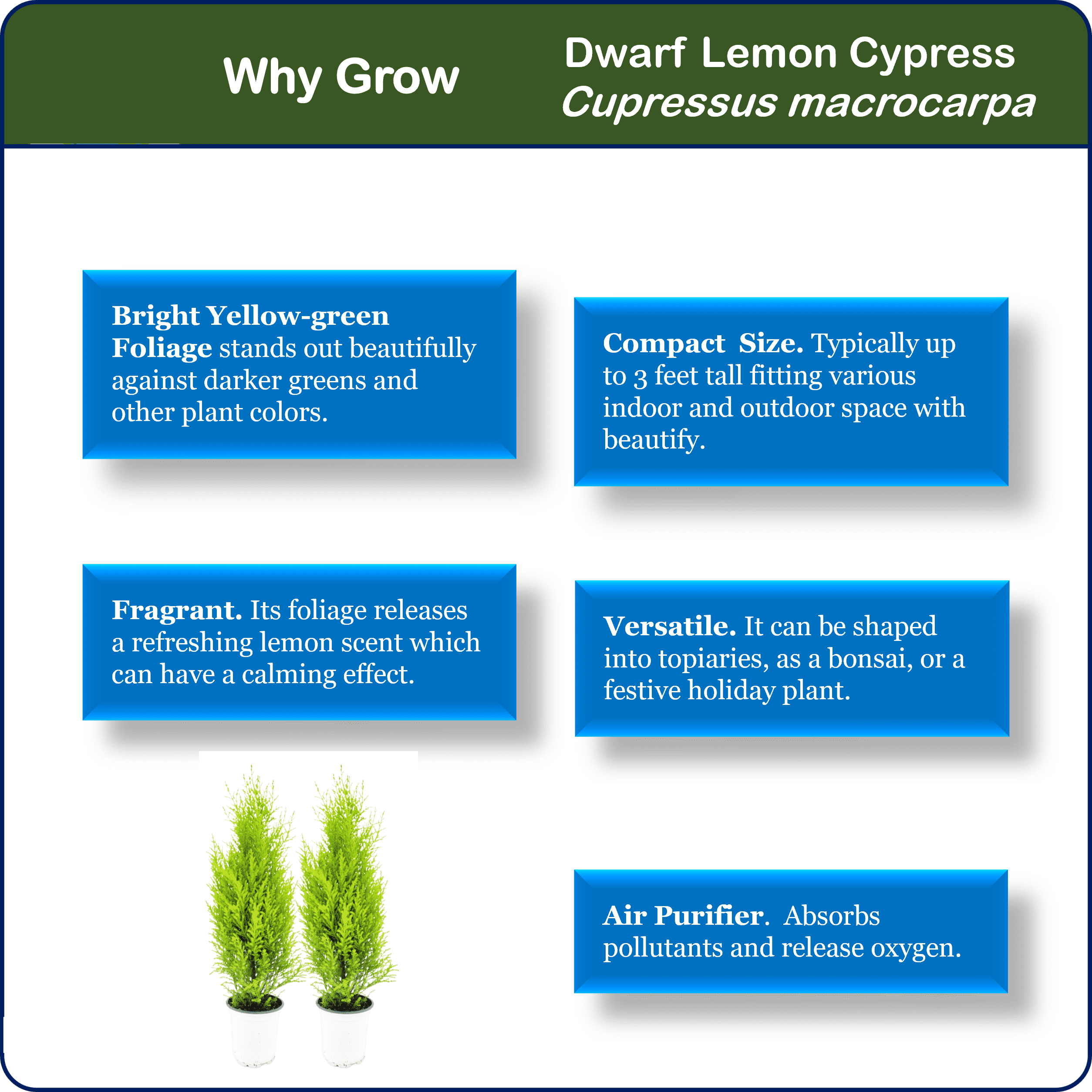 2-PK Live Dwarf Lemon Cypress, Cupressus macrocarpa ‘Goldcrest Wilma,’ Live Indoor Tree, Houseplant, Garden Plant, Fragrant Plant, 4.5-in Pots