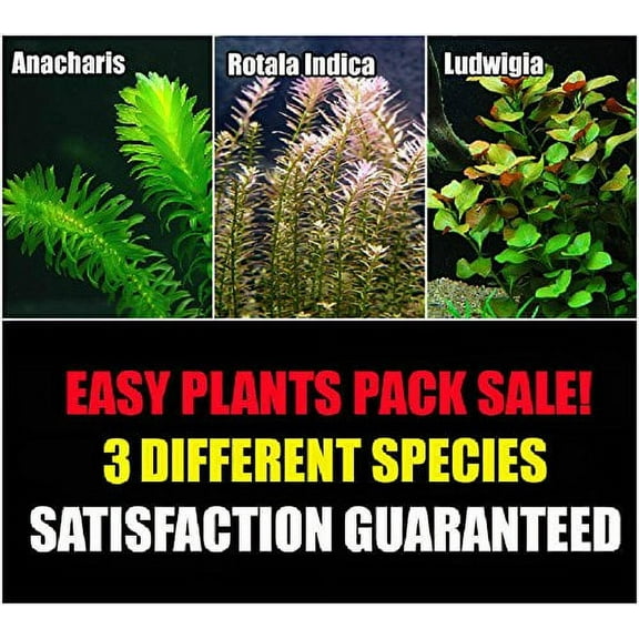 15+ Stems - 3 Kinds - Anacharis, Rotala Indica, Ludwigia Repens
