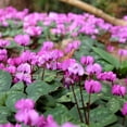 thumbnail image 3 of Easy to Grow Cyclamen Coum Hybriden Hardy 3 Plant Bulbs, Shade Outdoor Zone 4-8, 3 of 3